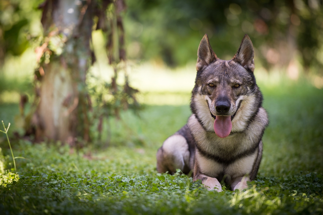 A Czechoslovakian Wolfdog