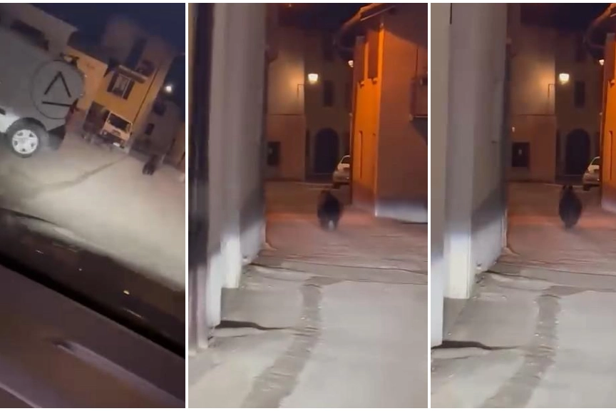 Tre frame dal video dell'inseguimento dell'orso