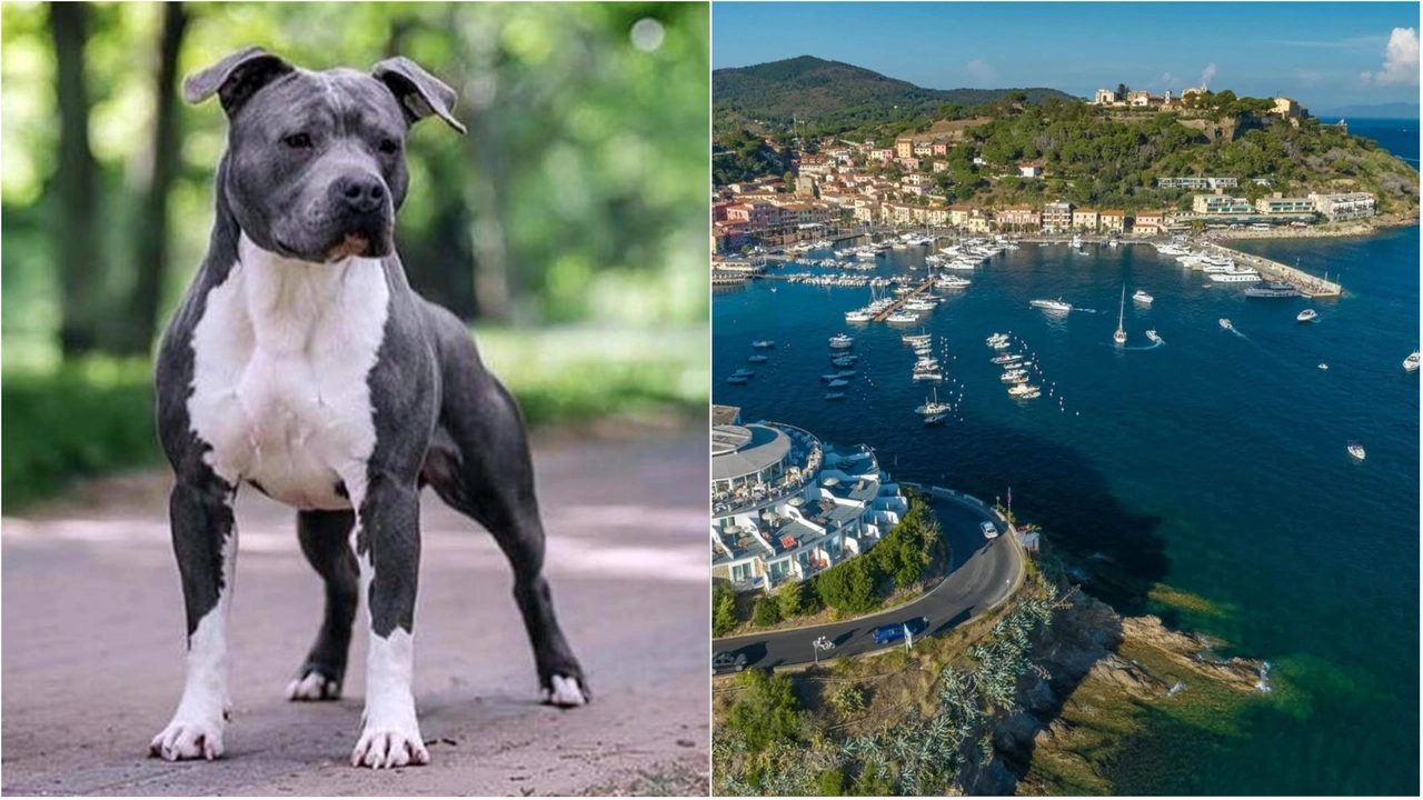 Un pitbull simile a quello che ha aggredito la bimba e un panorama di Porto Azzurro (Foto di repertorio) Un pitbull simile a quello che ha aggredito la bimba e un panorama di Porto Azzurro (Foto di repertorio)