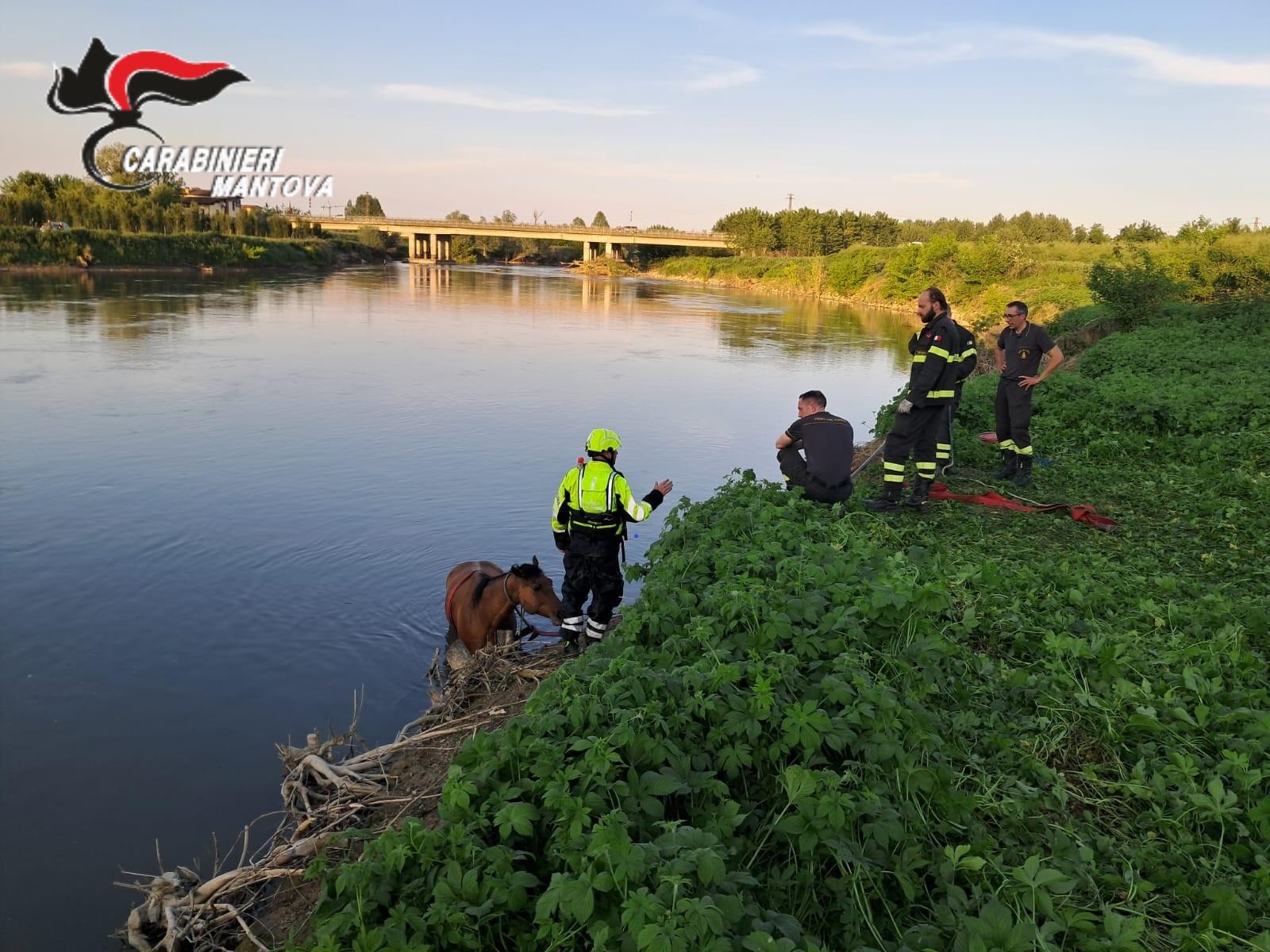Cavalla purosangue prigioniera nel fiume salvata da carabinieri fosterali e vigili del fuoco Cavalla purosangue prigioniera nel fiume salvata da carabinieri fosterali e vigili del fuoco