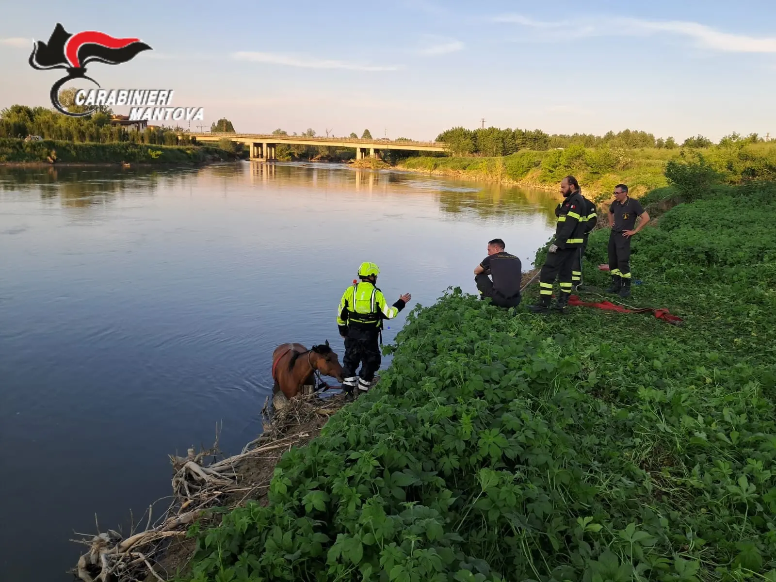 Cavalla purosangue prigioniera nel fiume salvata da carabinieri forestali e vigili del fuoco