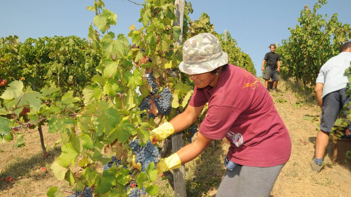 Cantine Terre d’Oltrepò, Roma nega i fondi di sostegno ai viticoltori: la vendemmia si apre tra mille incognite Cantine Terre d’Oltrepò, Roma nega i fondi di sostegno ai viticoltori: la vendemmia si apre tra mille incognite