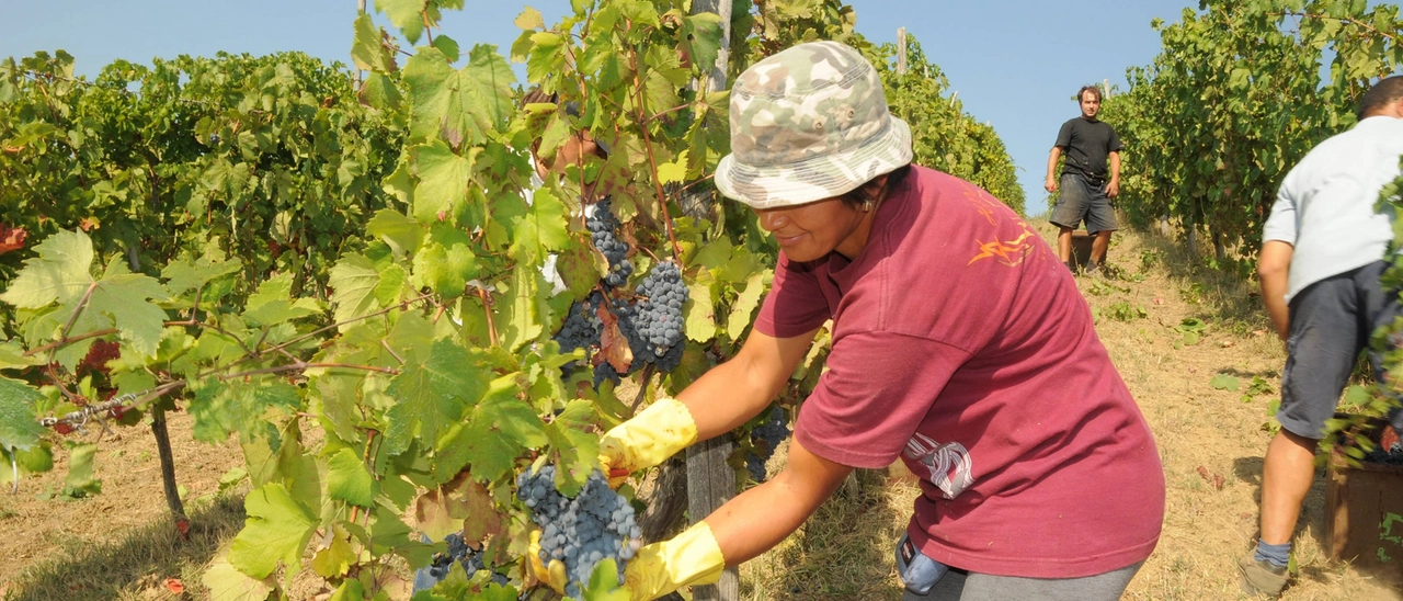 Cantine Terre d’Oltrepò, Roma nega i fondi di sostegno ai viticoltori: la vendemmia si apre tra mille incognite