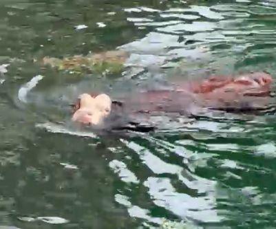 Venti mucche cadono nel canale Villoresi: salvate dai vigili del fuoco ad Arconate Venti mucche cadono nel canale Villoresi: salvate dai vigili del fuoco ad Arconate