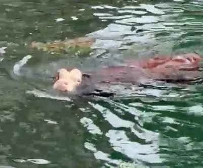 Venti mucche cadono nel canale Villoresi a Lonate Pozzolo: la corrente le trascina fino ad Arconate