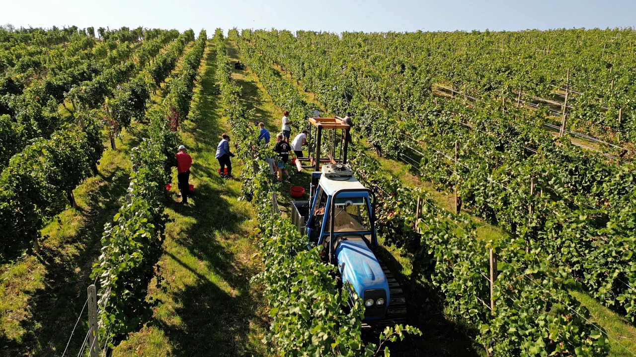 La vendemmia ripresa dal cielo con i droni
