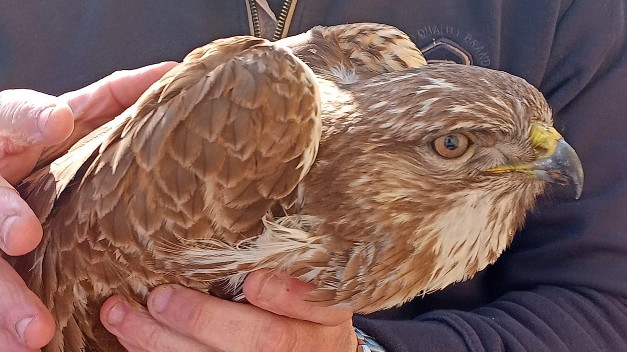 Recuperato anche un daino e una poiana di Harris adottata da un condominio. Il bilancio del Nucleo Ittico Venatorio in azione tra Milano e hinterland. Recuperato anche un daino e una poiana di Harris adottata da un condominio. Il bilancio del Nucleo Ittico Venatorio in azione tra Milano e hinterland.