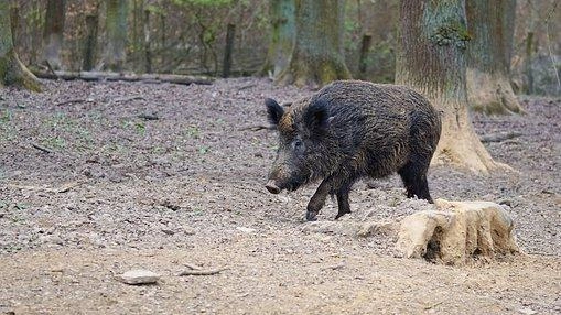 Per limitare l’espansione del virus è stata disposta l’attività di depopolamento del cinghiale