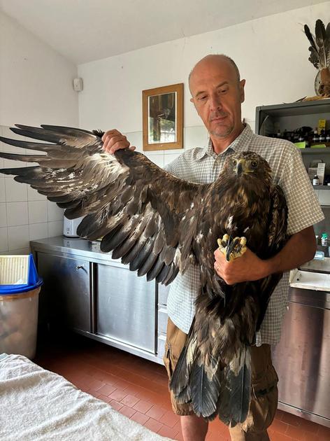 Ripescata nel lago e curata per settimane. L’aquila torna a volare Ripescata nel lago e curata per settimane. L’aquila torna a volare