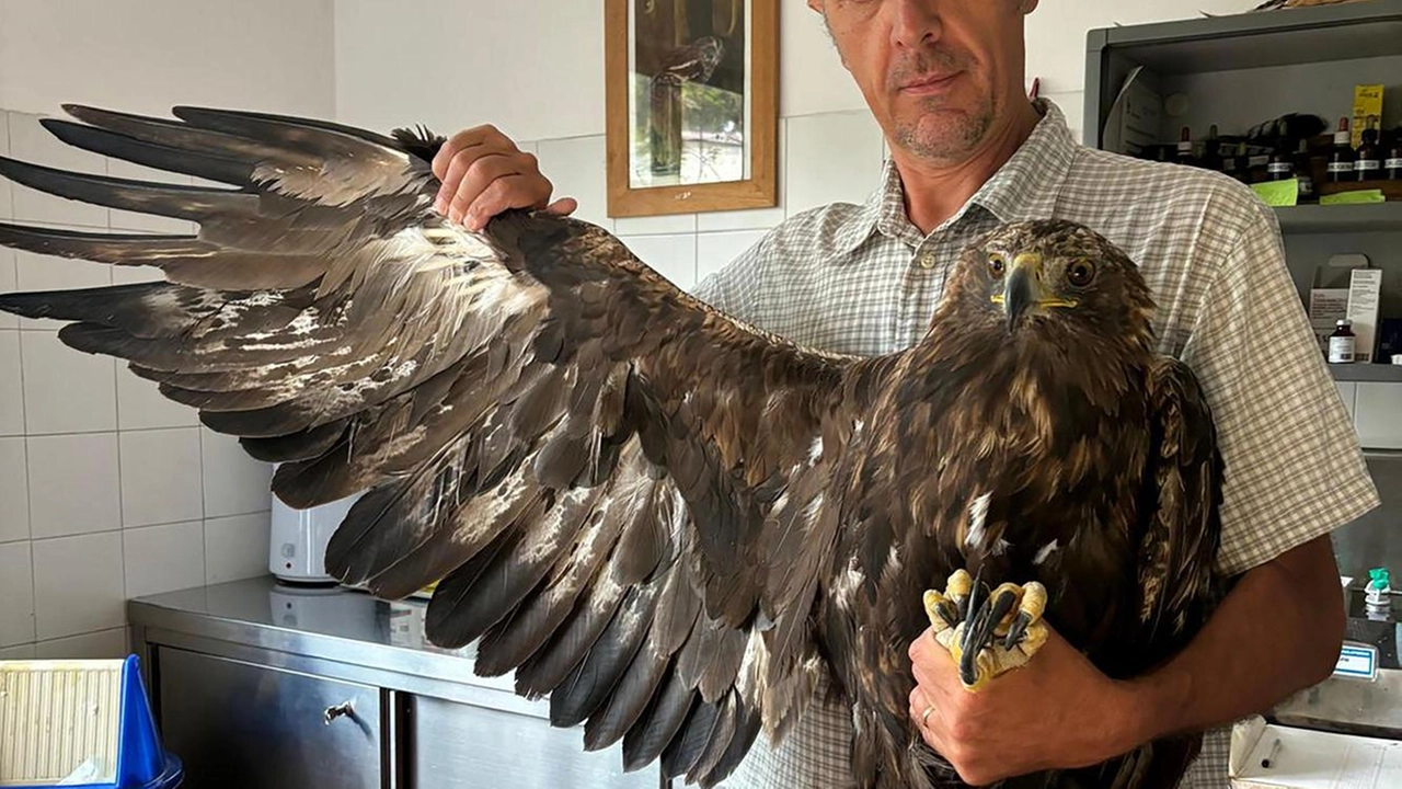 Era stata ripescata dai vigili del fuoco nelle acque del Lago di Como lo scorso 18 agosto, con sintomi...