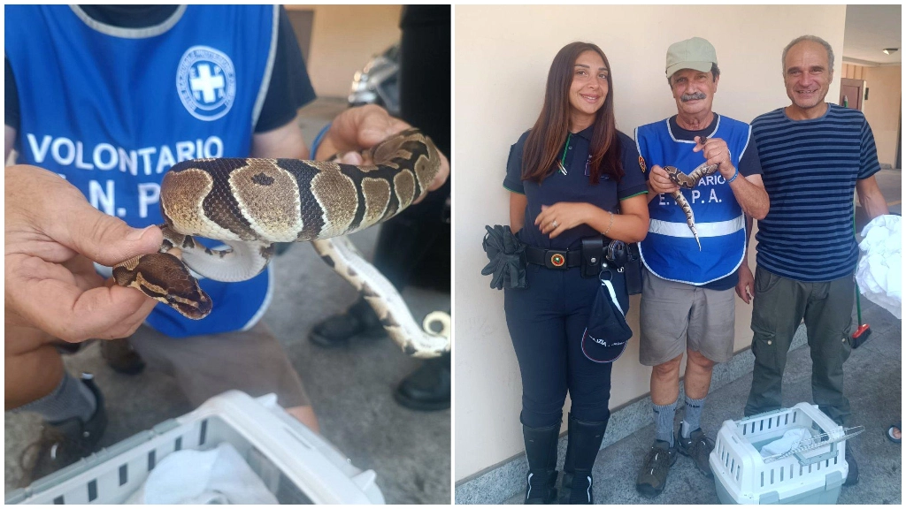 Il pitone recuperato sotto i portici ad Agrate Brianza