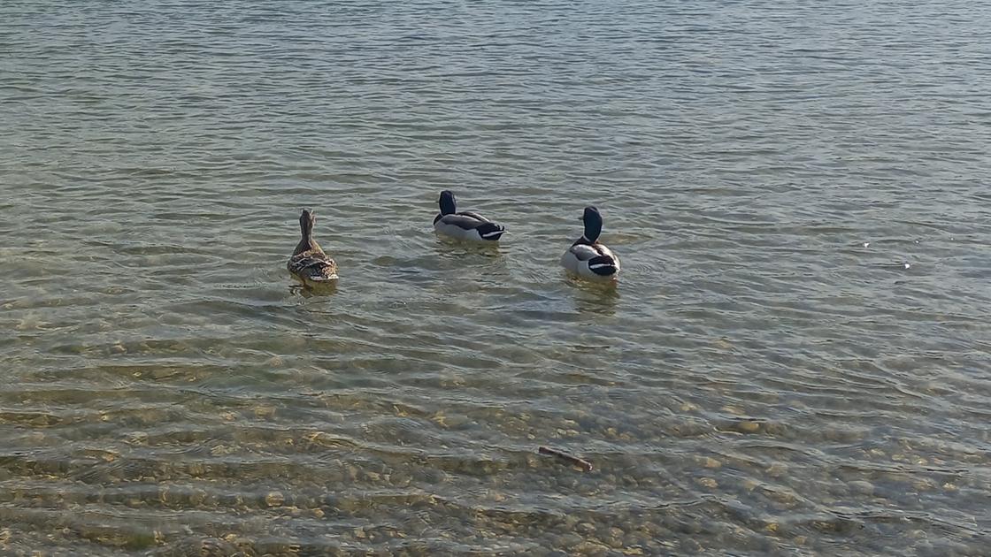 lodi gli anatroccoli perdono la mamma e finiscono in una buca scatta la gara di solidarietà