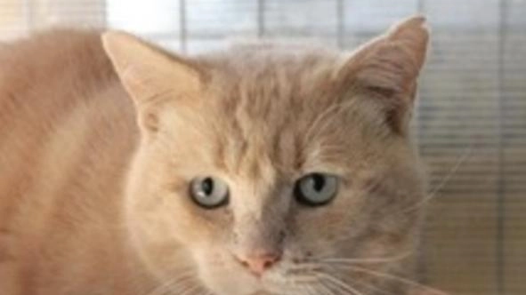 Romeo è un gatto timido e affettuoso, dal manto arancione e due occhioni di un verde brillante. Ha 5 anni... Romeo è un gatto timido e affettuoso, dal manto arancione e due occhioni di un verde brillante. Ha 5 anni...