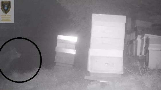 Orso in Valvestino (Frame video Polizia Provinciale della Provincia di Brescia)