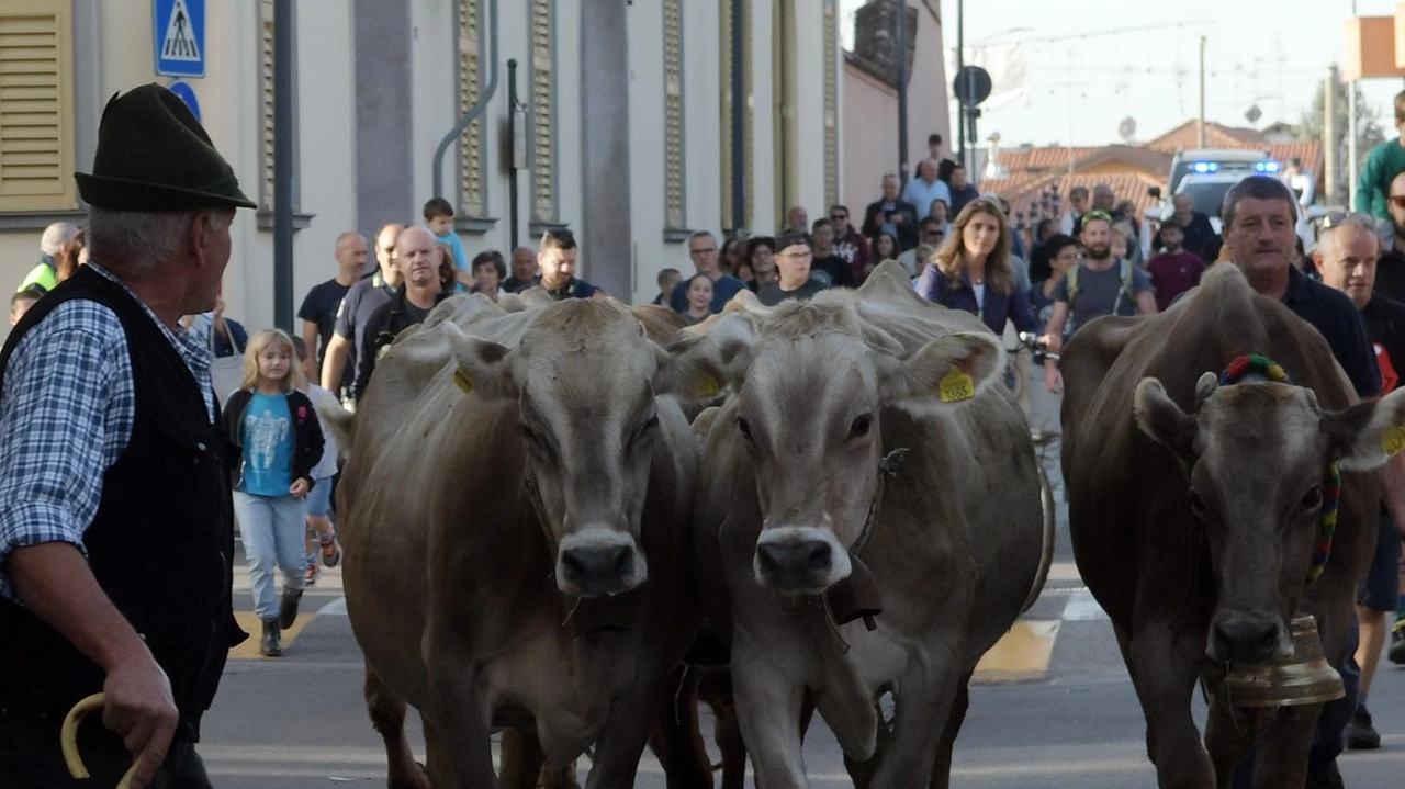 Rigorose le prescrizioni della Regione Lombardia: niente bovini e ovini in fiera ma solo cavalli e asini Rigorose le prescrizioni della Regione Lombardia: niente bovini e ovini in fiera ma solo cavalli e asini