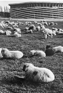 San Siro, l’ultima mossa: "Il vincolo? È già scattato. Stop alla vendita ai club" San Siro, l’ultima mossa: "Il vincolo? È già scattato. Stop alla vendita ai club"