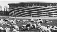 Una foto allegata al ricorso (dall’archivio De Biasi) con le pecore all’ombra del Meazza Una foto allegata al ricorso (dall’archivio De Biasi) con le pecore all’ombra del Meazza