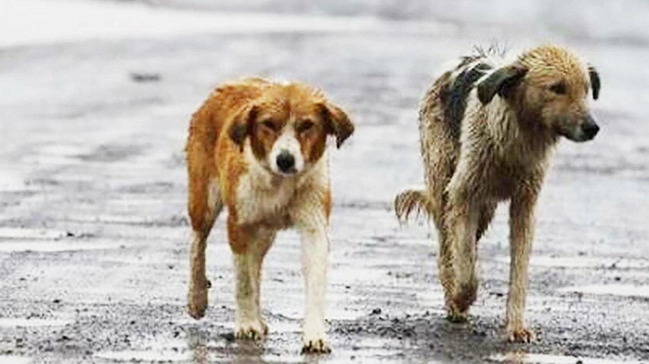 A Zibido San Giacomo e zone limitrofe nel Sud Milano aumentano i casi di cani abbandonati, in cerca di cibo e in sofferenza. L'emergenza preoccupa la comunità locale, con segnalazioni anche di possibili formazioni di branco. A Zibido San Giacomo e zone limitrofe nel Sud Milano aumentano i casi di cani abbandonati, in cerca di cibo e in sofferenza. L'emergenza preoccupa la comunità locale, con segnalazioni anche di possibili formazioni di branco.