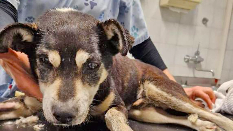 Bibi, il cane lanciato dal finestrino di un'auto Bibi, il cane lanciato dal finestrino di un'auto