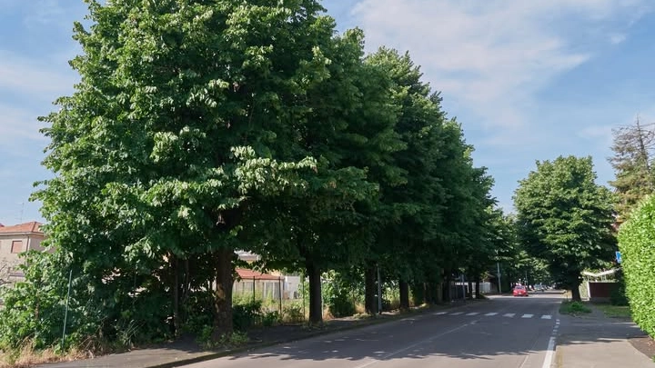 I tigli nella zona fra le vie Magenta e Firenze, dove verrà realizzata la rotatoria
