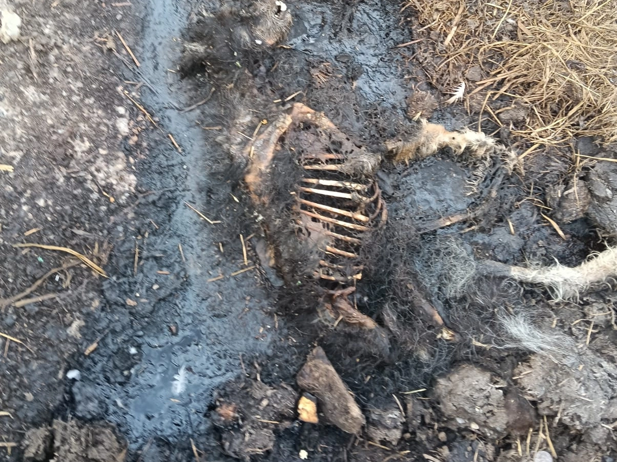 Resti della carcassa di un animale nell'allevamento di Giussago sospeso da Ats (foto Torres)