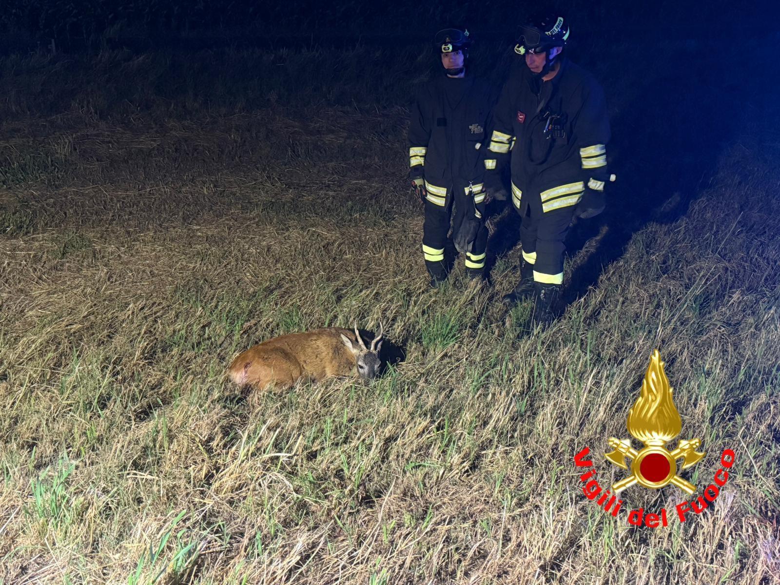 capriolo investito da un auto a casaletto lodigiano non sopravvive alle ferite da Ilgiorno.it capriolo investito da un auto a casaletto lodigiano non sopravvive alle ferite