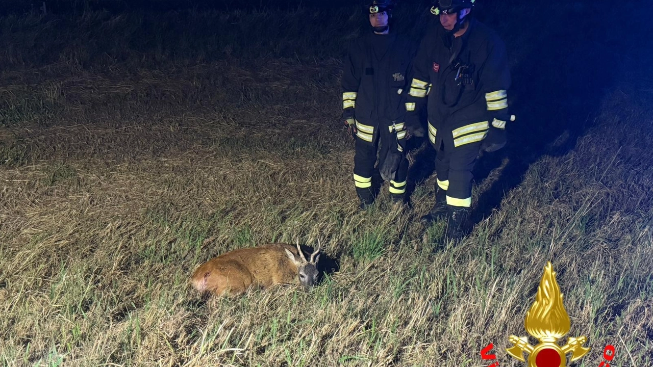 Il capriolo soccorso e che inizialmente sembrava si salvasse Il capriolo soccorso e che inizialmente sembrava si salvasse