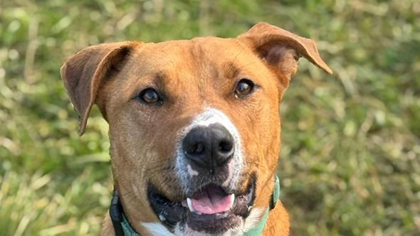 Kyoto, un esplosione di vivacità Kyoto, nato a maggio 2023, è un meticcio incrocio pit bull molto vivace e socievole, in... Kyoto, un esplosione di vivacità Kyoto, nato a maggio 2023, è un meticcio incrocio pit bull molto vivace e socievole, in...