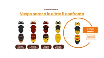 Vespa soror (dopo velutina), l’ultimo calabrone alieno che minaccia le api. “Trovata in Spagna, come si riconosce”