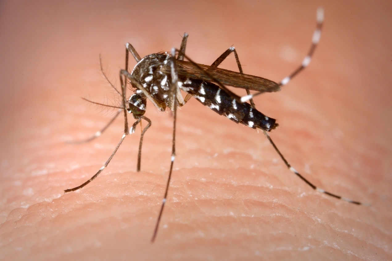 Il virus chikungunya è trasmesso dalle zanzare del genere Aedes, identificabili dalle vistose strisce bianche sui loro corpi neri e sulle zampe