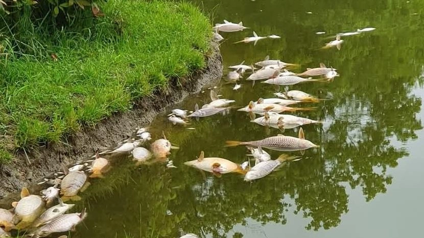 Macabro ritrovamento a Fombio. Alcuni passanti hanno segnalato al Comune una morìa di pesci cominciata mercoledì sera e sfociata... Macabro ritrovamento a Fombio. Alcuni passanti hanno segnalato al Comune una morìa di pesci cominciata mercoledì sera e sfociata...
