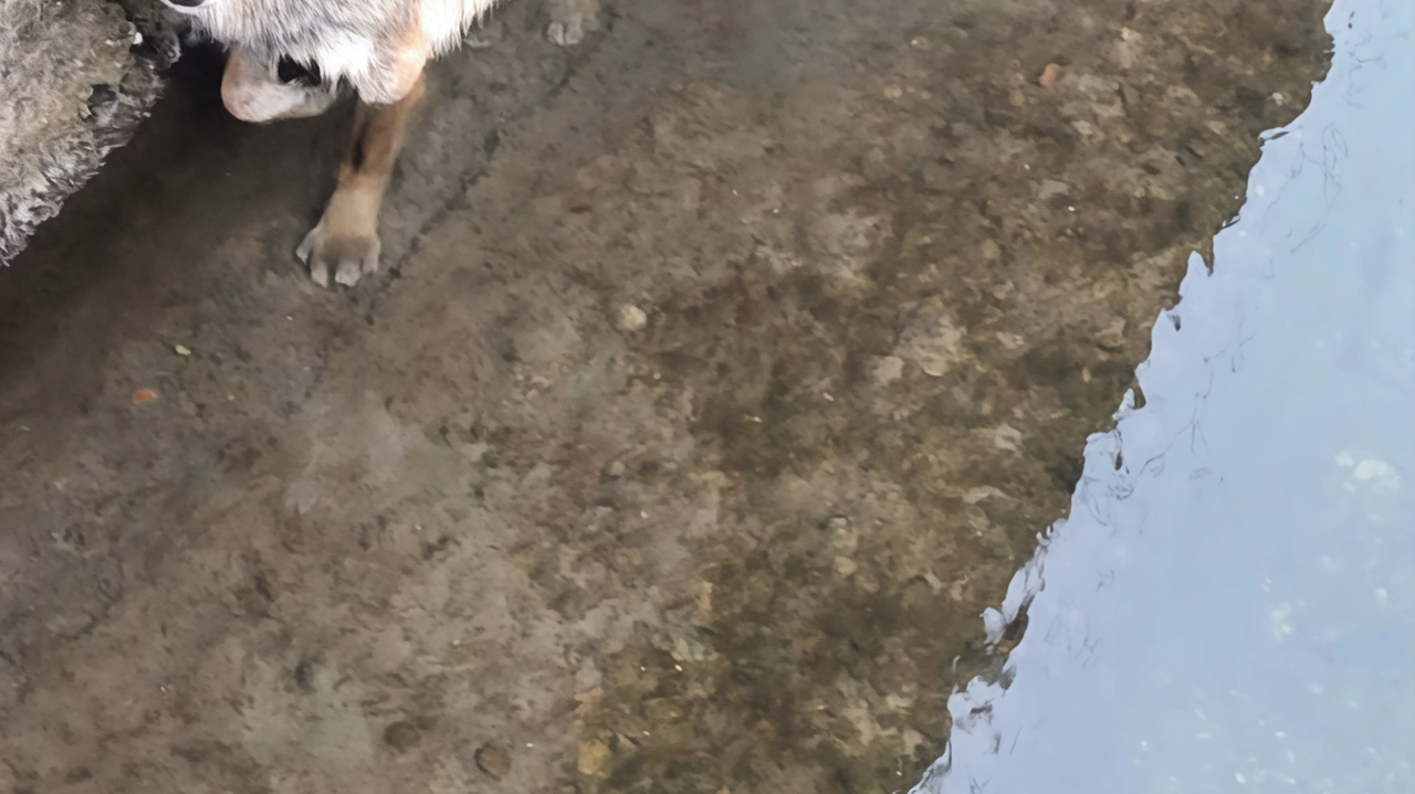 Liberato grazie all’intervento dei vigili del fuoco. Poi è stato rimesso in libertà. Solo pochi giorni fa la stessa cosa era accaduta a un lupo trovato nel canale.