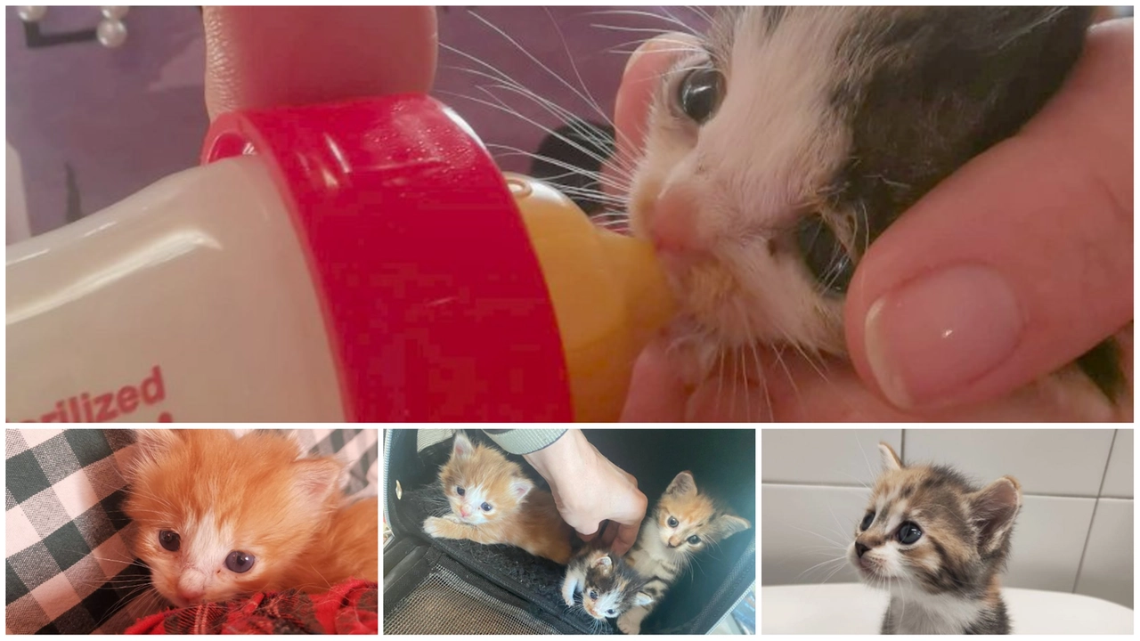 Alcuni dei tanti cuccioli salvati dal gattile-rifugio di Enpa Monza e Brianza che ha lanciato un appello: adottateli o donate del cibo Alcuni dei tanti cuccioli salvati dal gattile-rifugio di Enpa Monza e Brianza che ha lanciato un appello: adottateli o donate del cibo