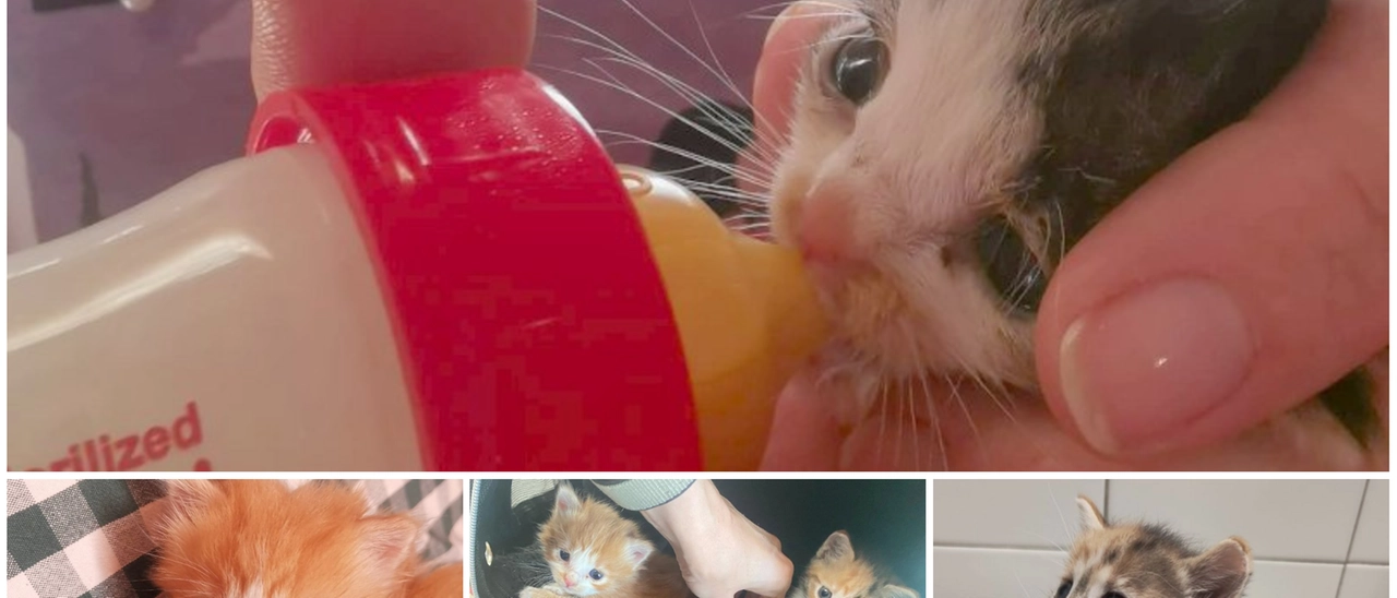 Emergenza gattini al Gattile-rifugio di Enpa Monza, che ha 110 ‘ospiti’. L’appello: “Adottate o donate del cibo”