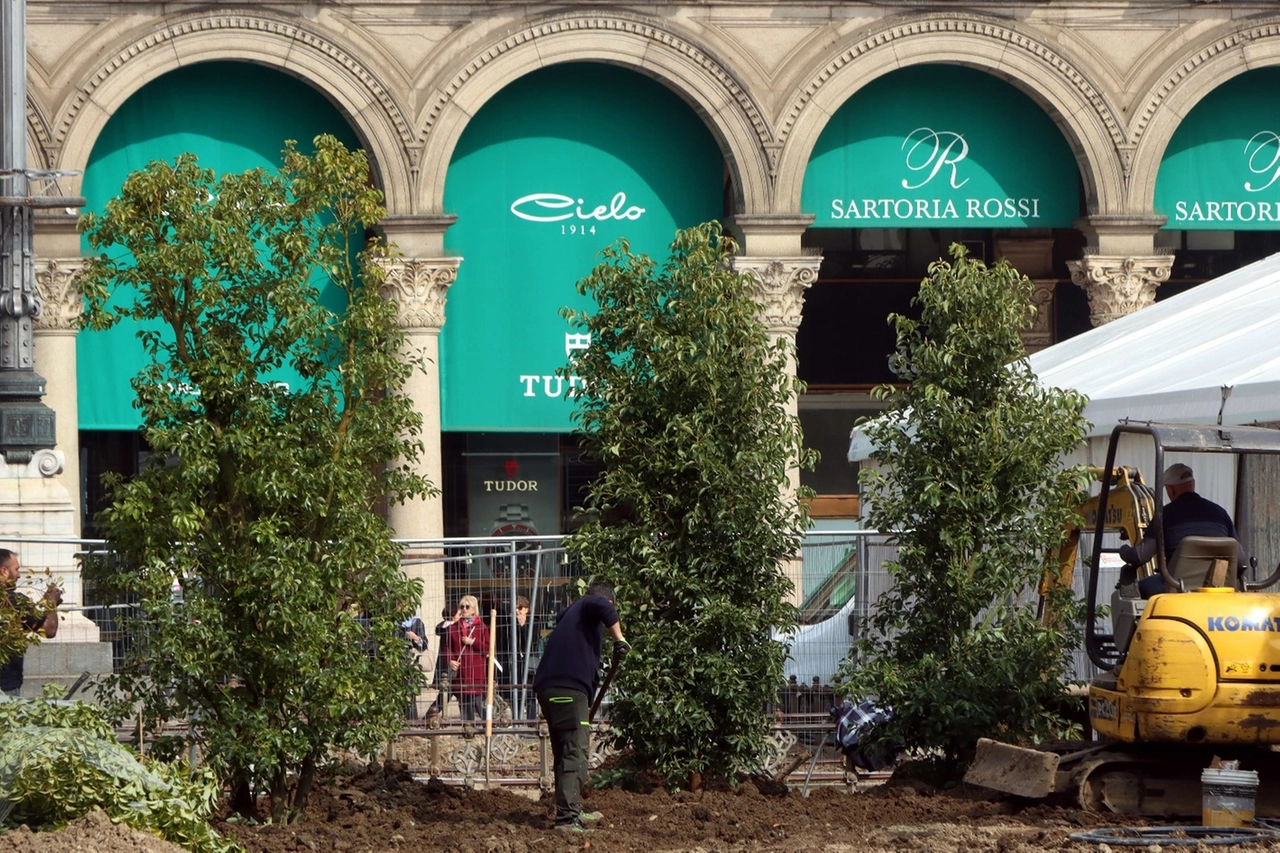 Le ruspe al lavoro con le nuove piante davanti al Duomo (foto Salmoirago)