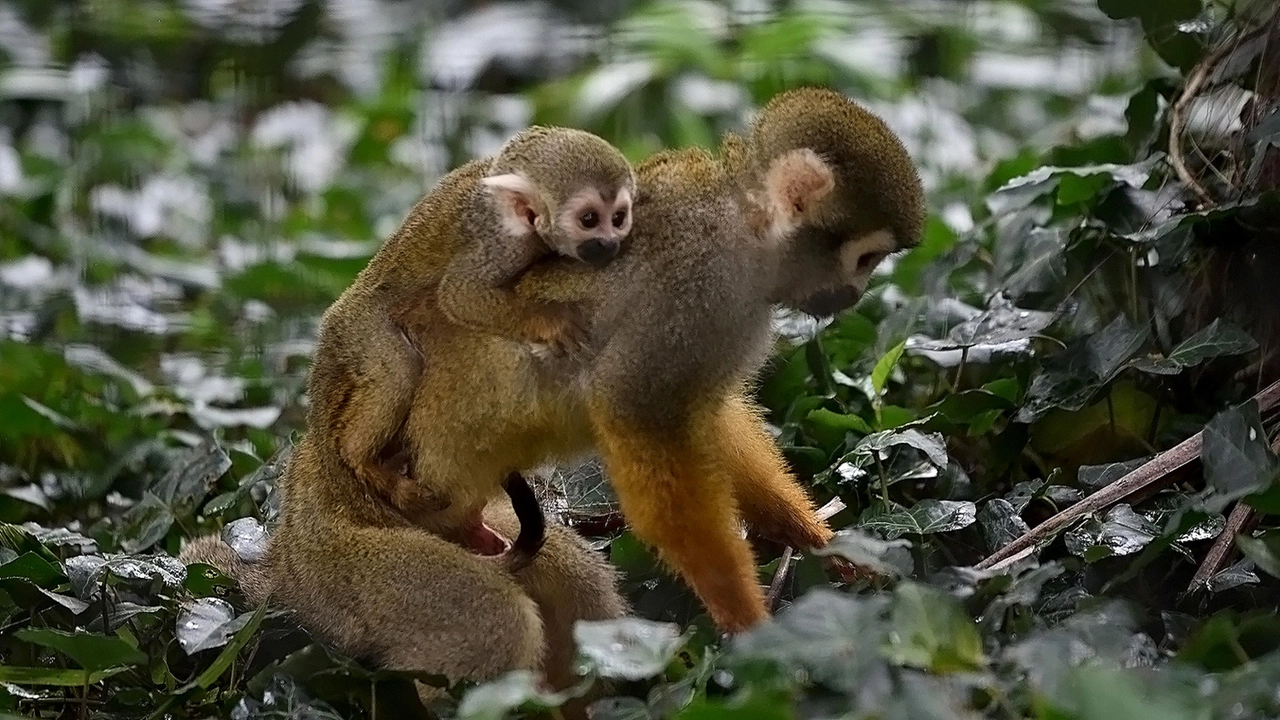 I cuccioli vivono a stretto contatto con i genitori aggrappandosi alle loro schiene, non rendendo visibile parte del loro corpo. Per questa ragione, non si conosce ancora il sesso I cuccioli vivono a stretto contatto con i genitori aggrappandosi alle loro schiene, non rendendo visibile parte del loro corpo. Per questa ragione, non si conosce ancora il sesso