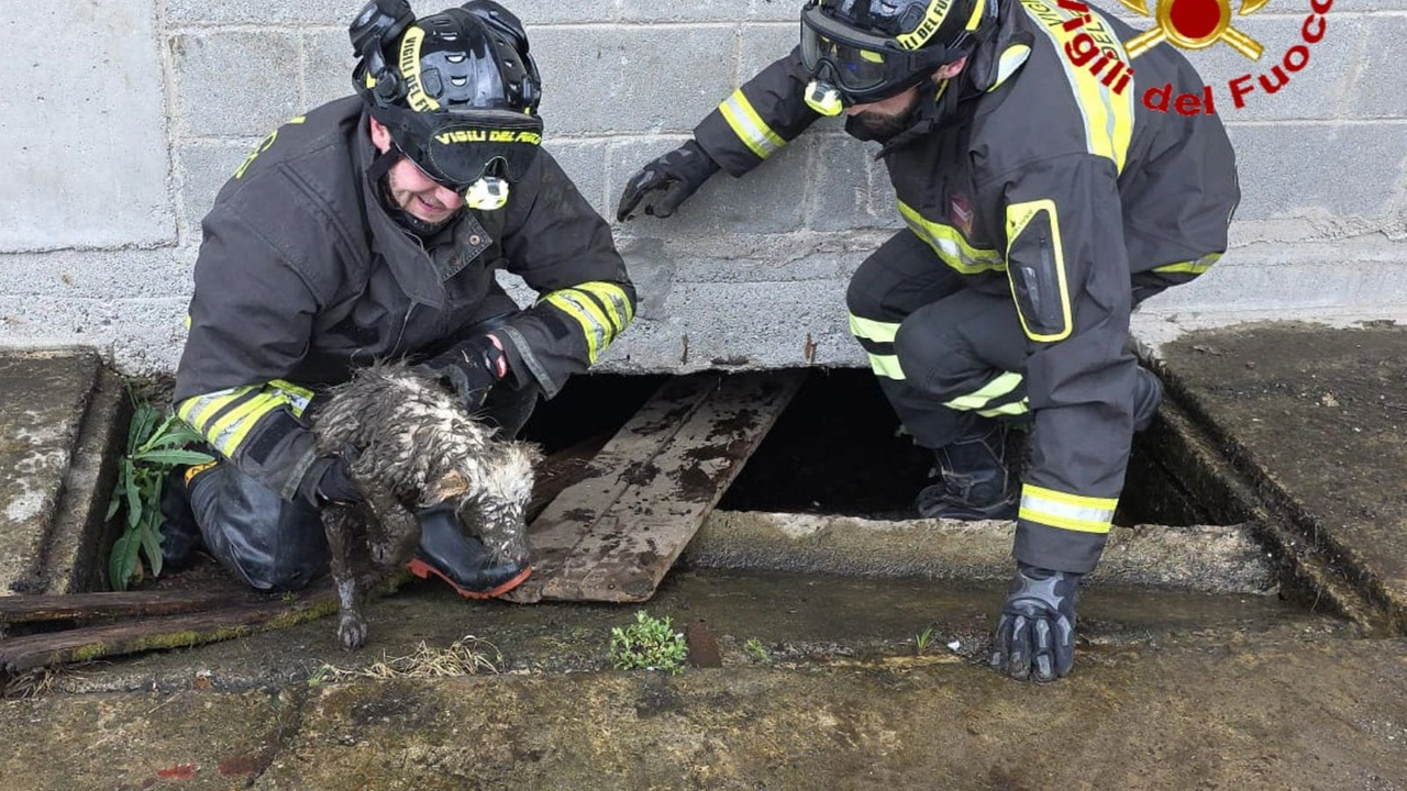 Tobia, sporco e spaventato, tratto in salvo dai vigili del fuoco