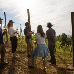 Scollinando 2025: domenica 1 giugno la camminata golosa tra le vigne del Buttafuoco Storico