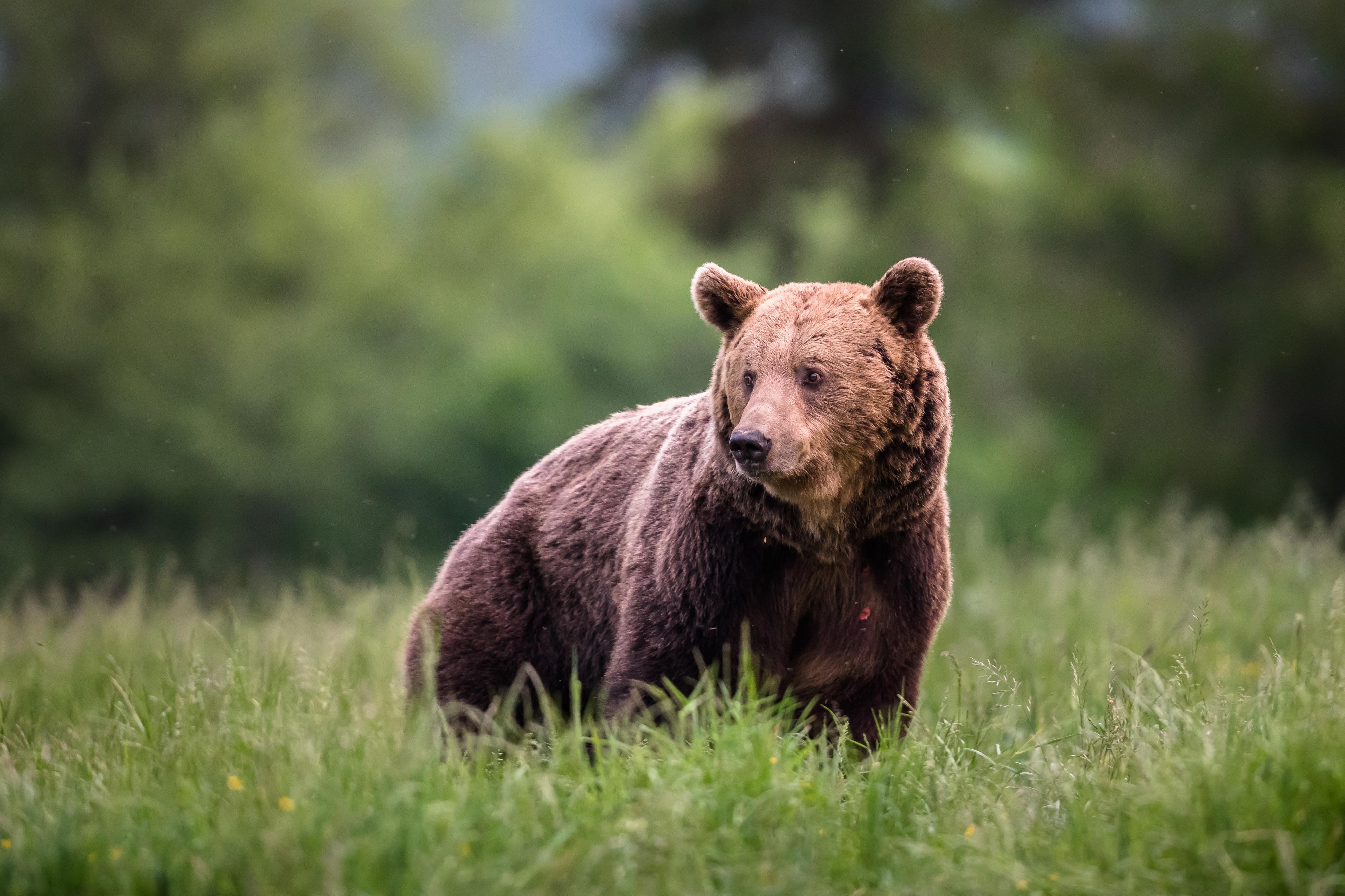 Incontro con un orso: il vademecum ufficiale di Lombardia e Trentino coi numeri da chiamare Incontro con un orso: il vademecum ufficiale di Lombardia e Trentino coi numeri da chiamare