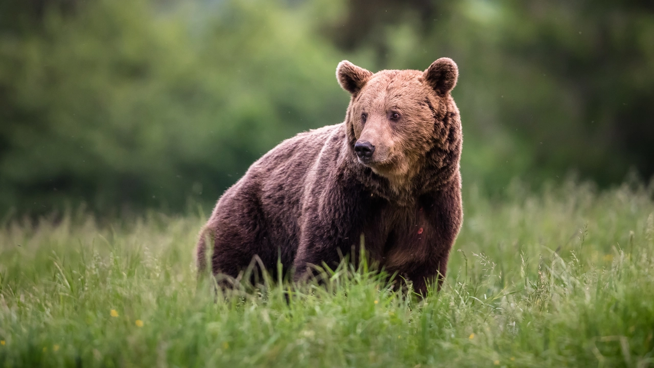 Incontro con un orso: cosa fare e cosa evitare e i numeri da chiamare