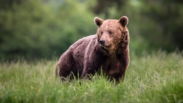Incontro con un orso: cosa fare e cosa evitare e i numeri da chiamare