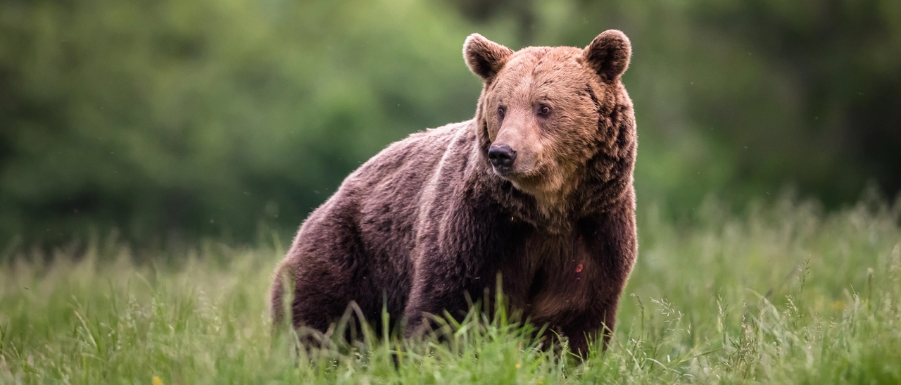 Incontro con un orso: il vademecum ufficiale di Lombardia e Trentino coi numeri da chiamare