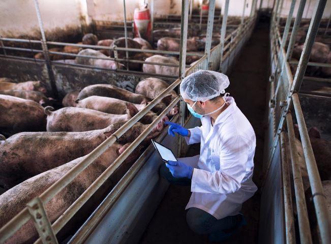 Lombardia contro la Peste suina africana: nuova ordinanza e zone di restrizione verso la revisione