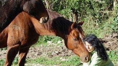 "Vengono usati cavalli proibiti": la Lav chiede lo stop del Palio e sollecita l’intervento dei ministri "Vengono usati cavalli proibiti": la Lav chiede lo stop del Palio e sollecita l’intervento dei ministri