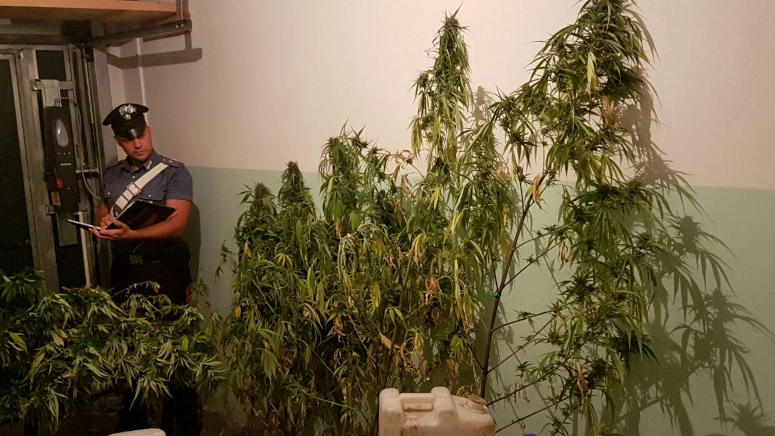 Piante di marijuana (foto d'archivio) Piante di marijuana (foto d'archivio)