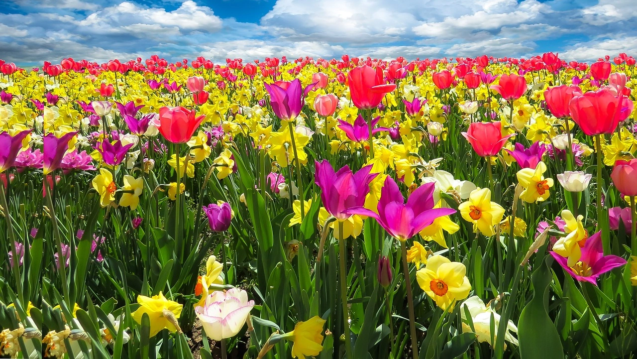 Sboccia la primavera: andare per fiori o per i mercatini specializzati in tutto ciò che è floreale