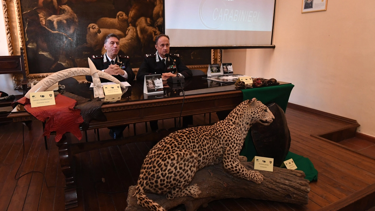 Un leopardo imbalsamato (foto d'archivio Schicchi) Un leopardo imbalsamato (foto d'archivio Schicchi)