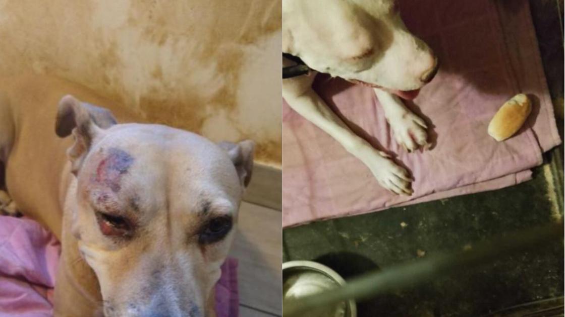 trenta cani denutriti e ammalati stipati in una casa e chiusi nelle gabbie liberati dalla lav