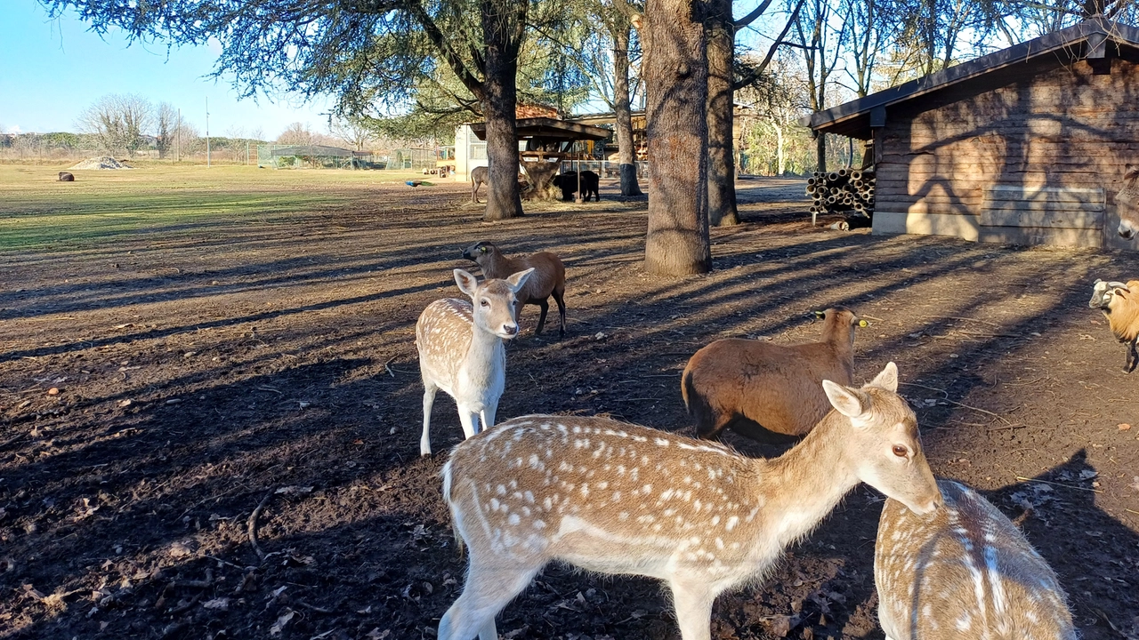 Daini e cervi hanno sempre rappresentato un elemento d'attrazione per i frequentatori del Parco Arcadia Daini e cervi hanno sempre rappresentato un elemento d'attrazione per i frequentatori del Parco Arcadia