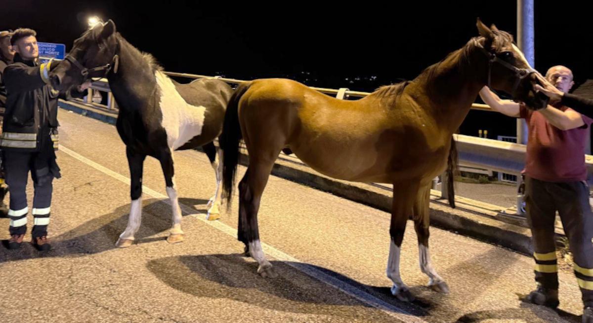 Cremia, due cavalli in fuga in mezzo al traffico sulla Statale Regina: recuperati in galleria Cremia, due cavalli in fuga in mezzo al traffico sulla Statale Regina: recuperati in galleria